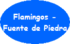 Flamingos, Fuente de Piedra
